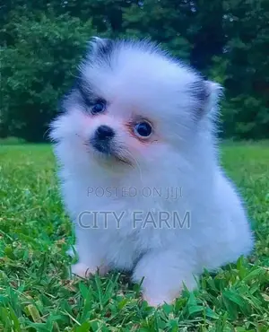 1-3 months Female Purebred Pomeranian