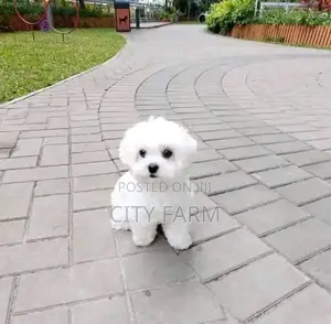 1-3 months Male Purebred Poodle