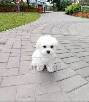 1-3 months Male Purebred Poodle