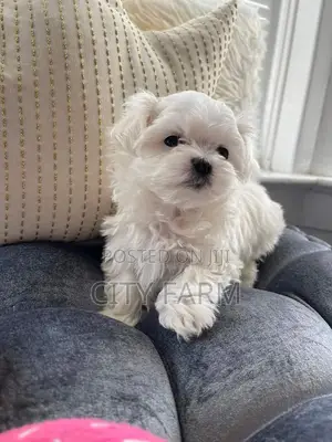 1-3 months Male Purebred Poodle
