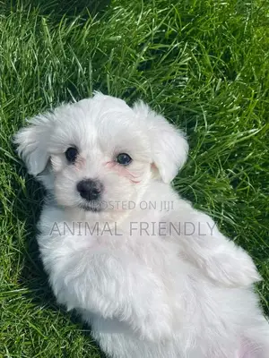 1-3 months Male Purebred Maltipoo
