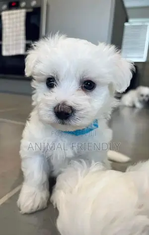 1-3 months Male Purebred Poodle