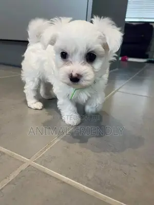 1-3 months Female Purebred Poodle