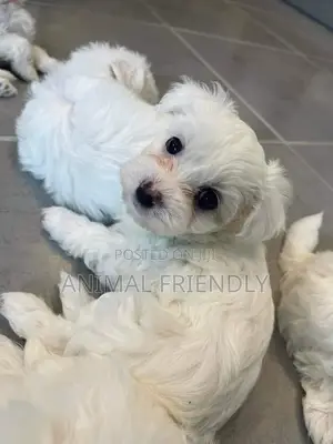 1-3 months Female Purebred Maltese