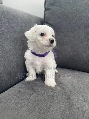 1-3 months Male Purebred Lhasa Apso
