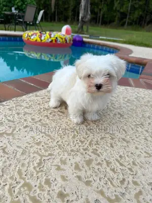 1-3 months Female Purebred Poodle