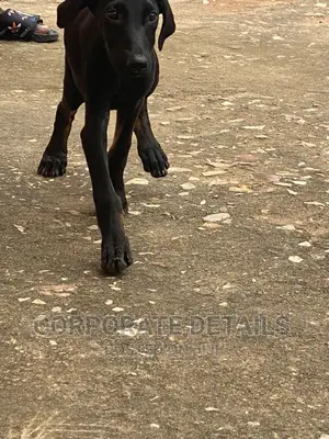 1-3 months Male Purebred Doberman Pinscher