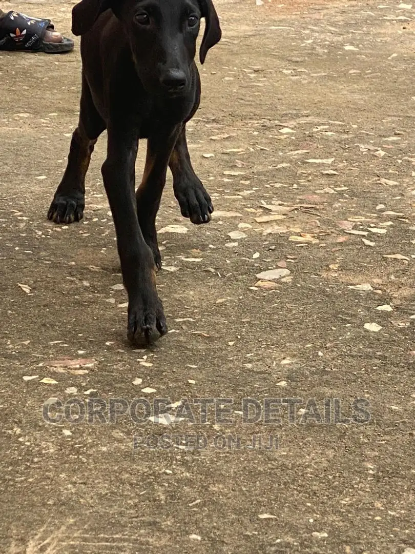 1-3 months Male Purebred Doberman Pinscher
