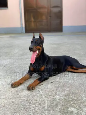 1-3 months Male Purebred Doberman Pinscher