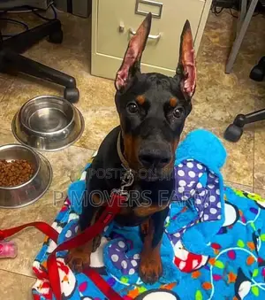 1-3 months Male Purebred Doberman Pinscher
