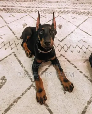 1-3 months Female Purebred Doberman Pinscher