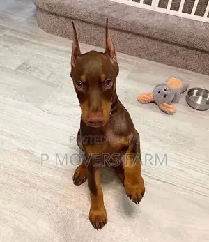 1-3 months Female Purebred Doberman Pinscher