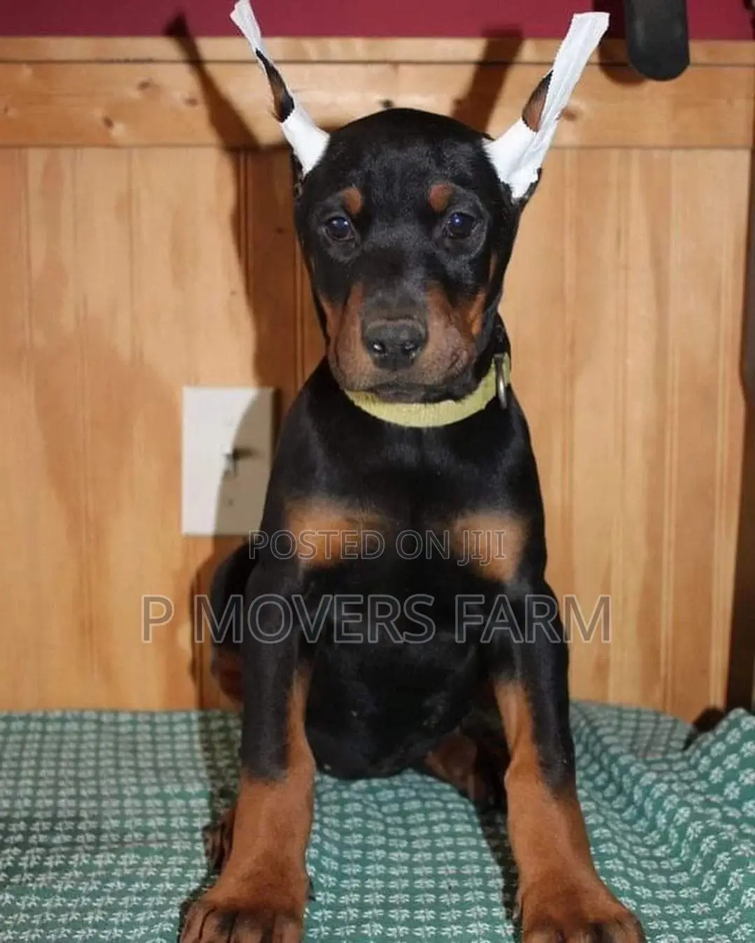 1-3 months Male Purebred Doberman Pinscher