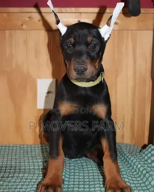 1-3 months Male Purebred Doberman Pinscher