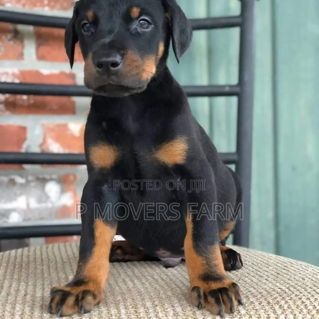 1-3 months Male Purebred Doberman Pinscher