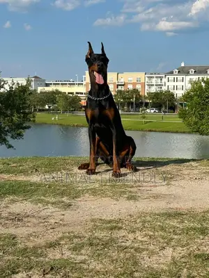 1-3 months Female Purebred Doberman Pinscher