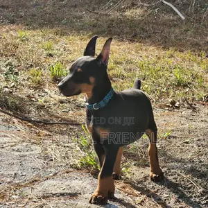 1-3 months Female Purebred Doberman Pinscher