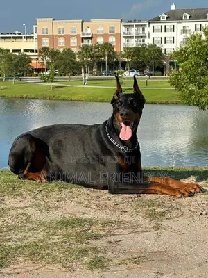 1-3 months Female Purebred Doberman Pinscher