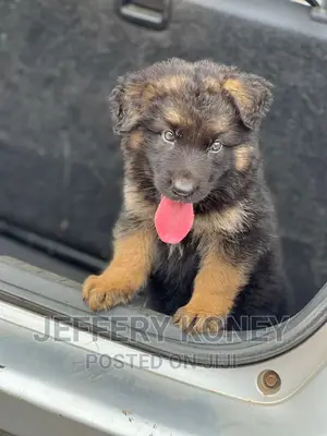 1-3 months Female Purebred German Shepherd