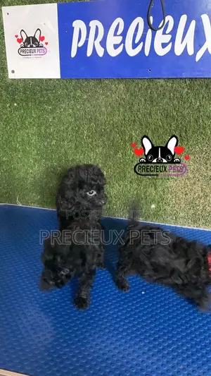 1-3 months Female Purebred Poodle