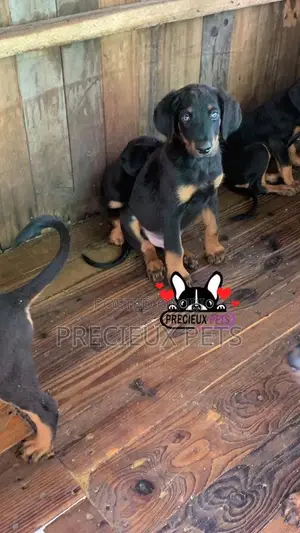 1-3 months Female Purebred Doberman Pinscher