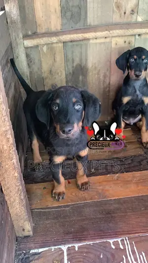 1-3 months Female Purebred Doberman Pinscher