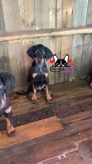 1-3 months Female Purebred Doberman Pinscher