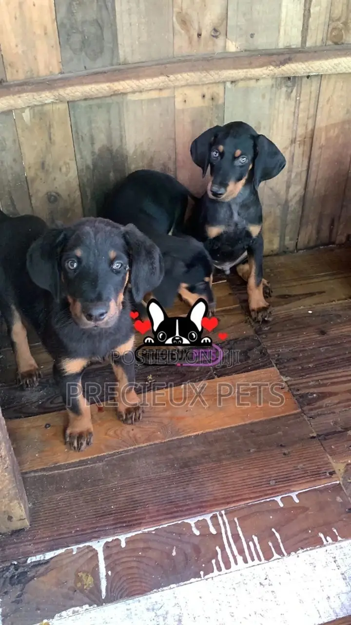 1-3 months Female Purebred Doberman Pinscher