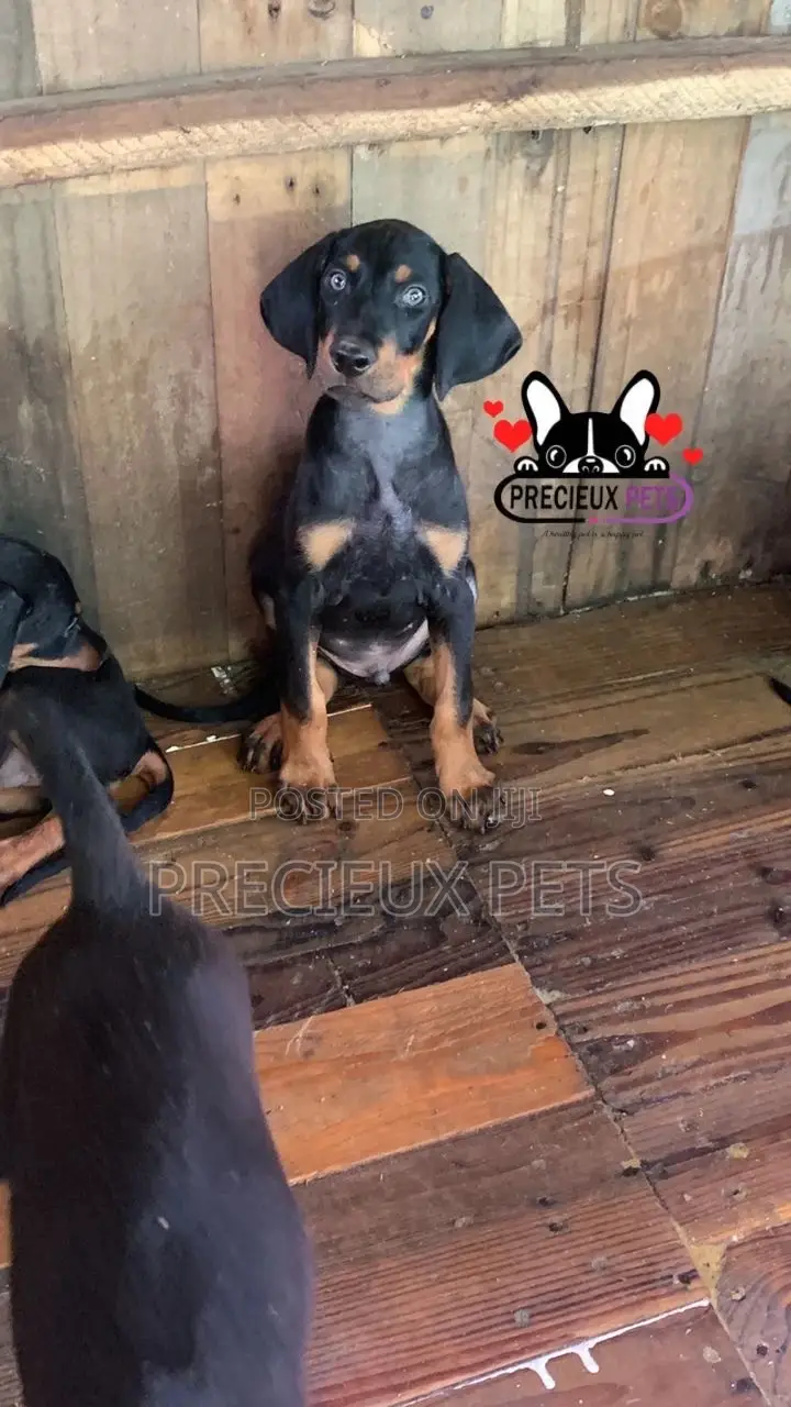 1-3 months Female Purebred Doberman Pinscher