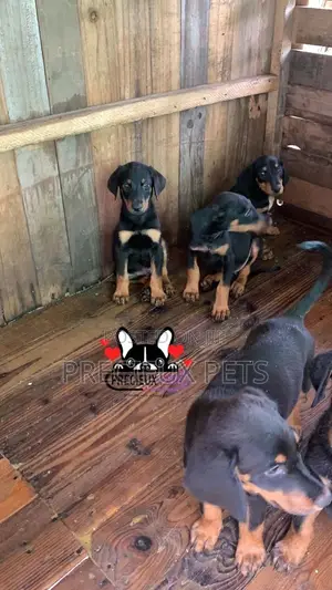 1-3 months Female Purebred Doberman Pinscher