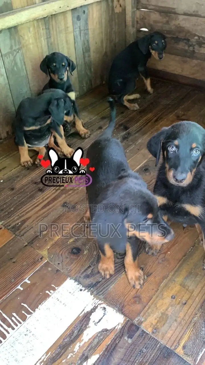 1-3 months Female Purebred Doberman Pinscher