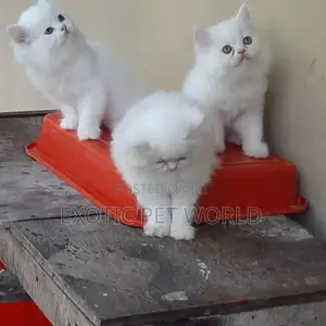 1-3 months Male Purebred Persian