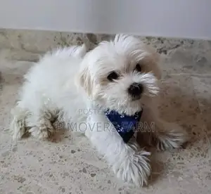 1-3 months Male Purebred Poodle