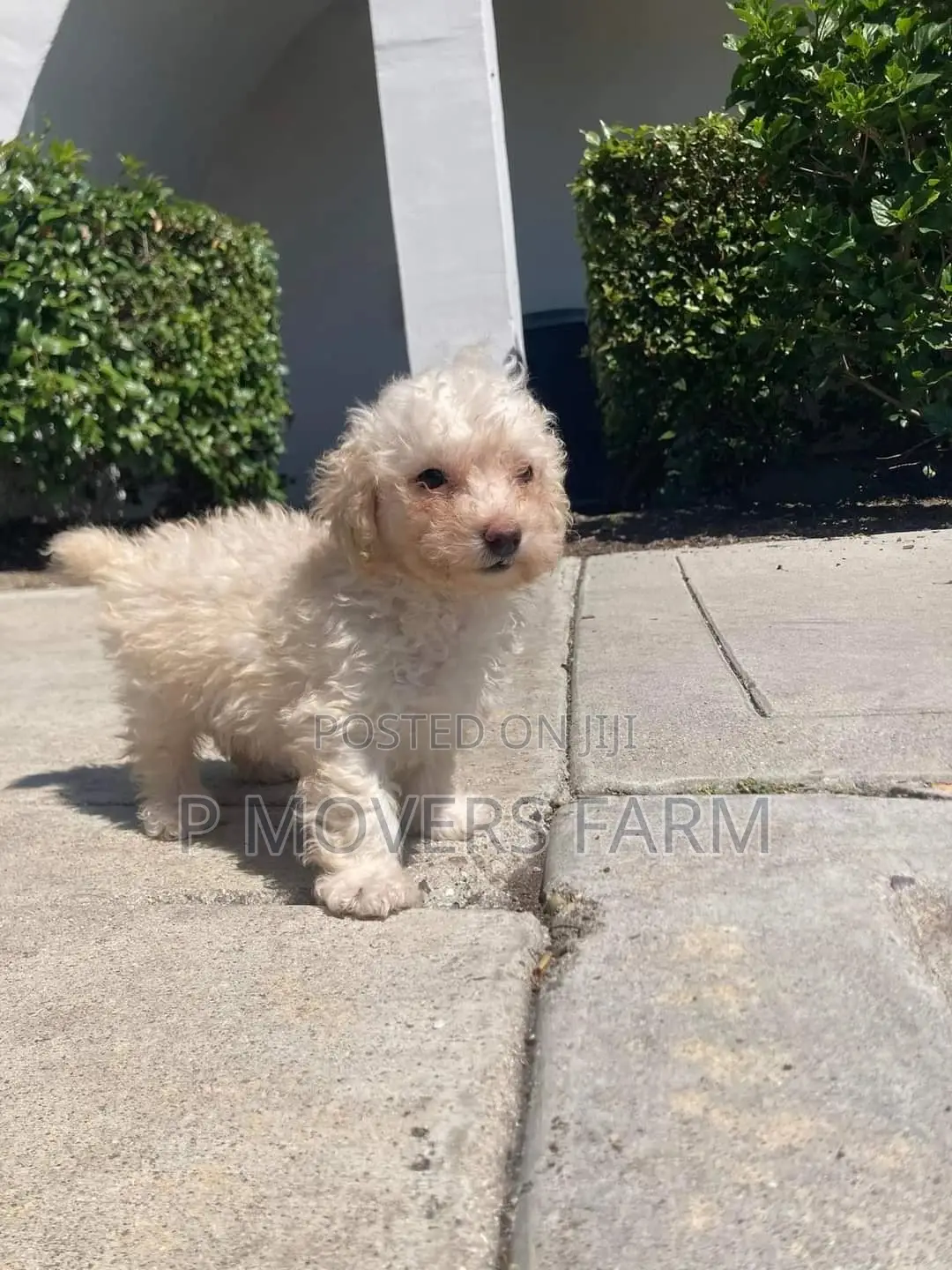 1-3 months Female Purebred Maltese