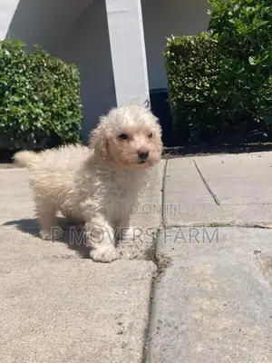 1-3 months Female Purebred Maltese