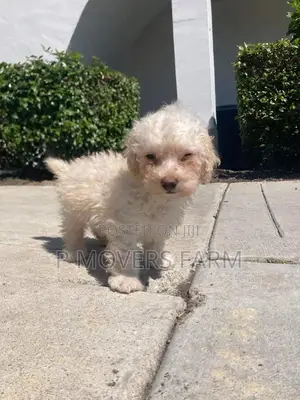 1-3 months Male Purebred Poodle