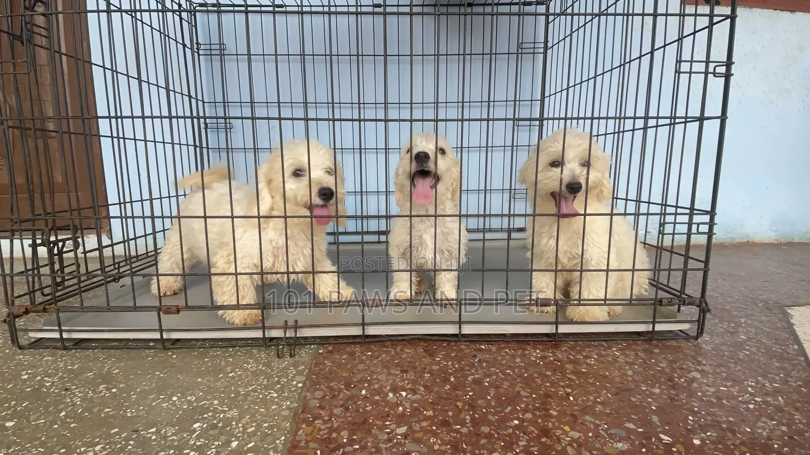 1-3 months Male Purebred Poodle