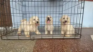 1-3 months Male Purebred Poodle