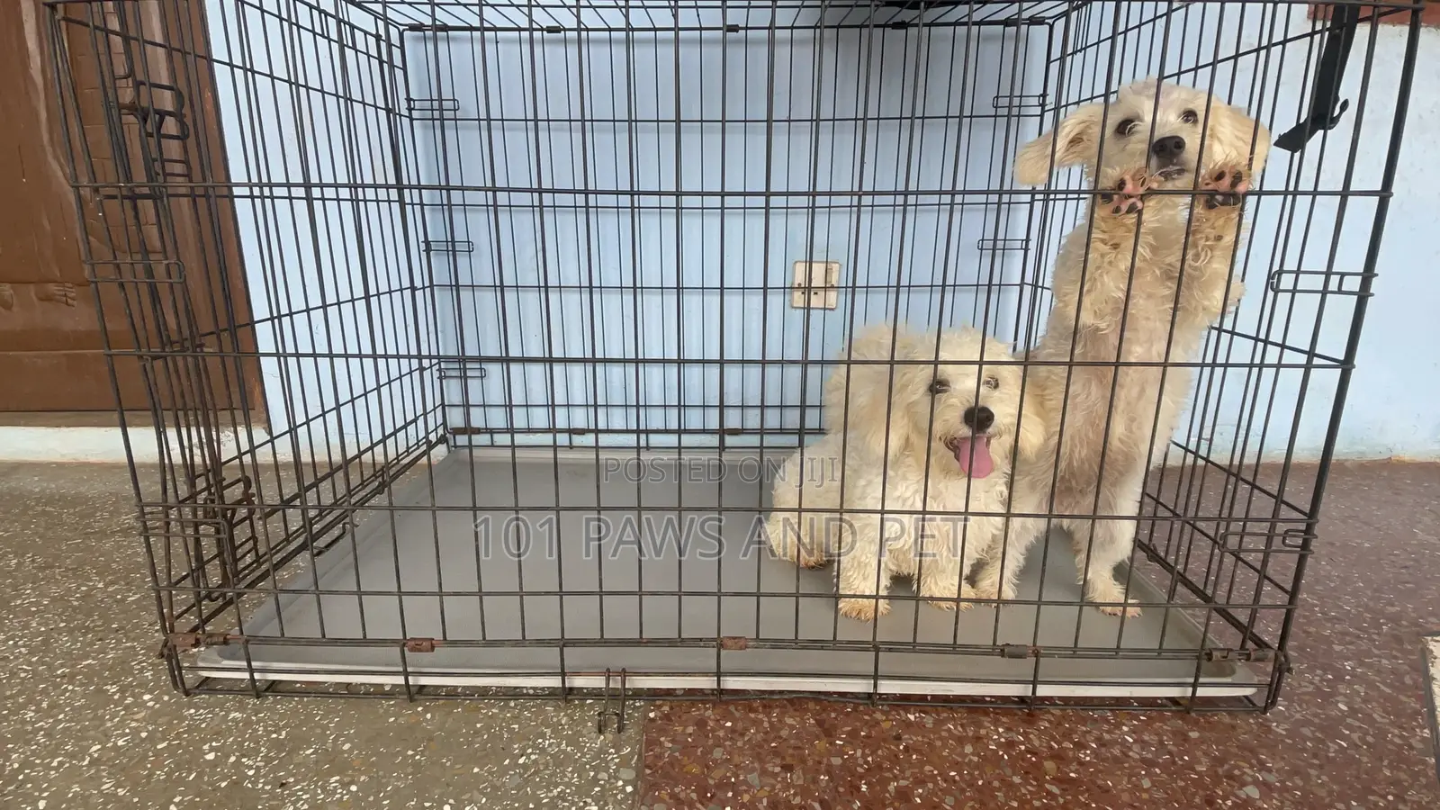 1-3 months Male Purebred Poodle