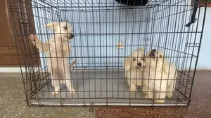 1-3 months Male Purebred Poodle