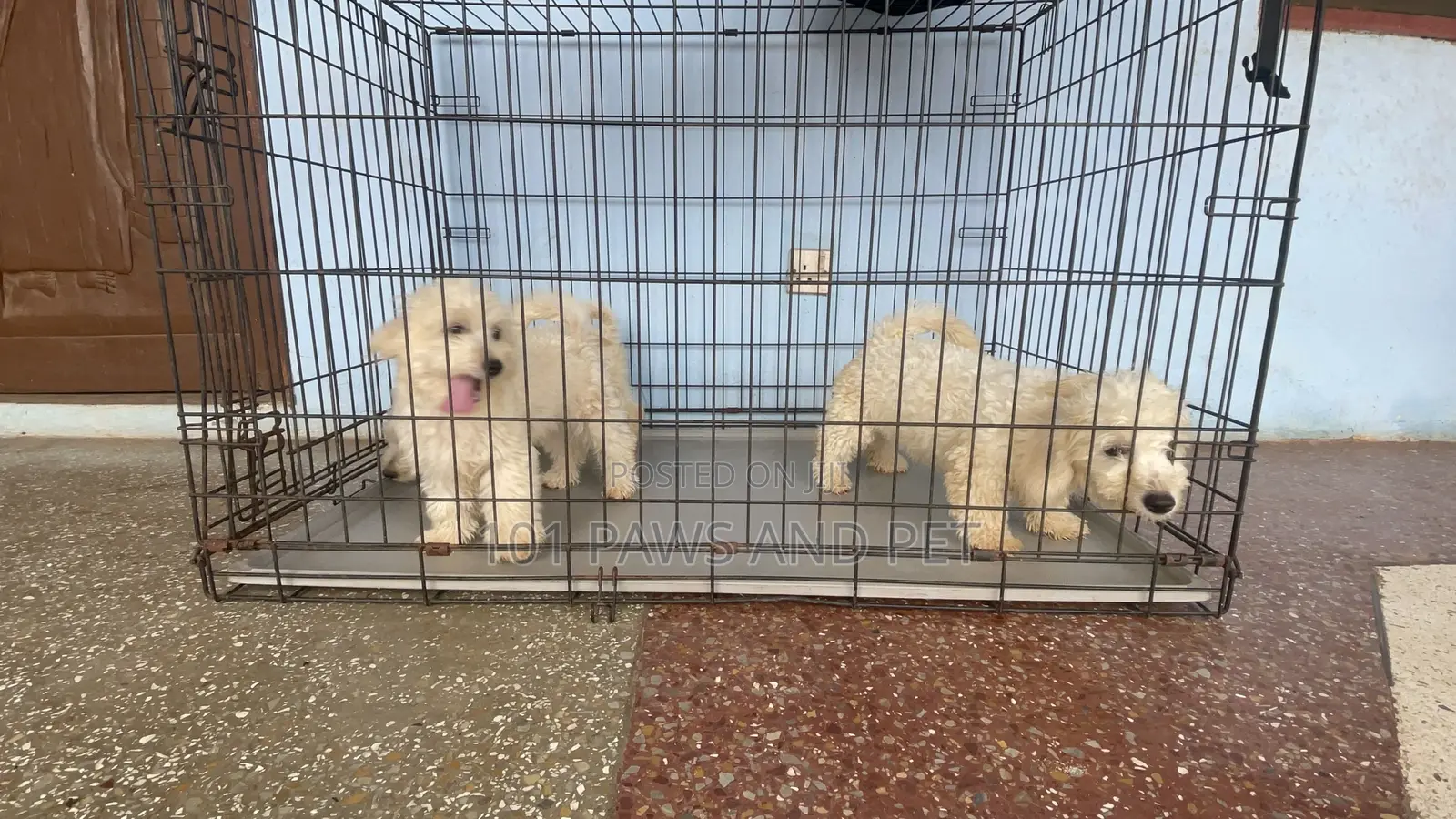 1-3 months Male Purebred Poodle