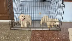 1-3 months Male Purebred Poodle