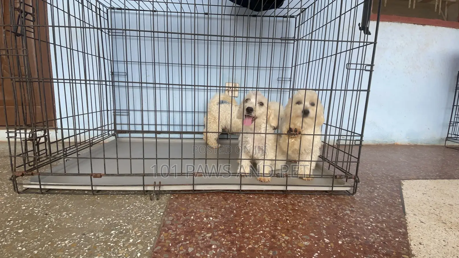 1-3 months Male Purebred Poodle