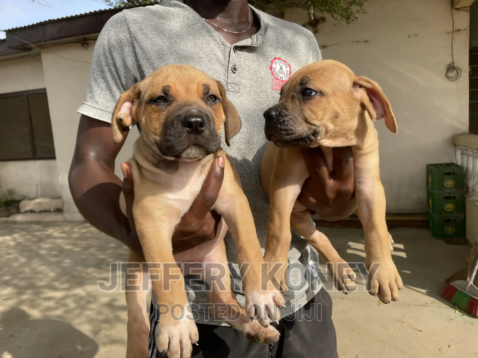 1-3 months Female Purebred Boerboel