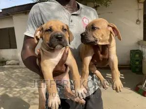 1-3 months Female Purebred Boerboel