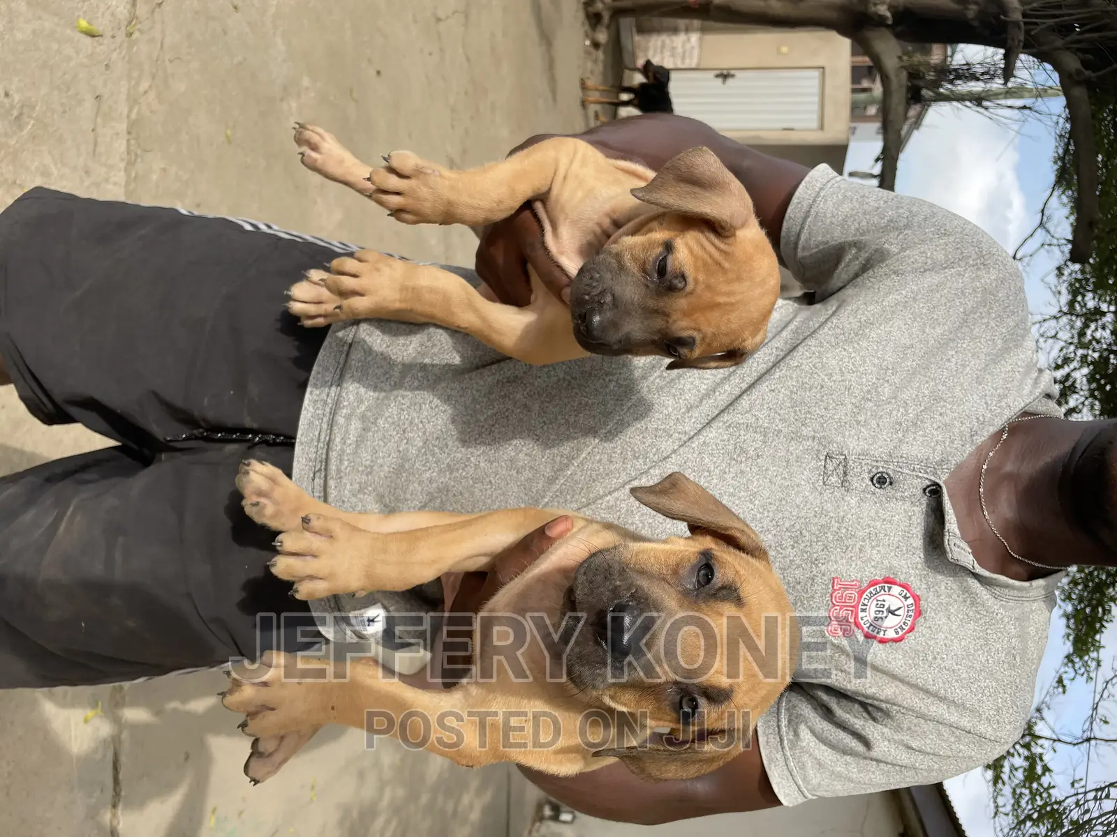 1-3 months Female Purebred Boerboel