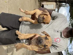 1-3 months Female Purebred Boerboel