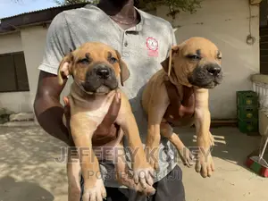 1-3 months Female Purebred Boerboel