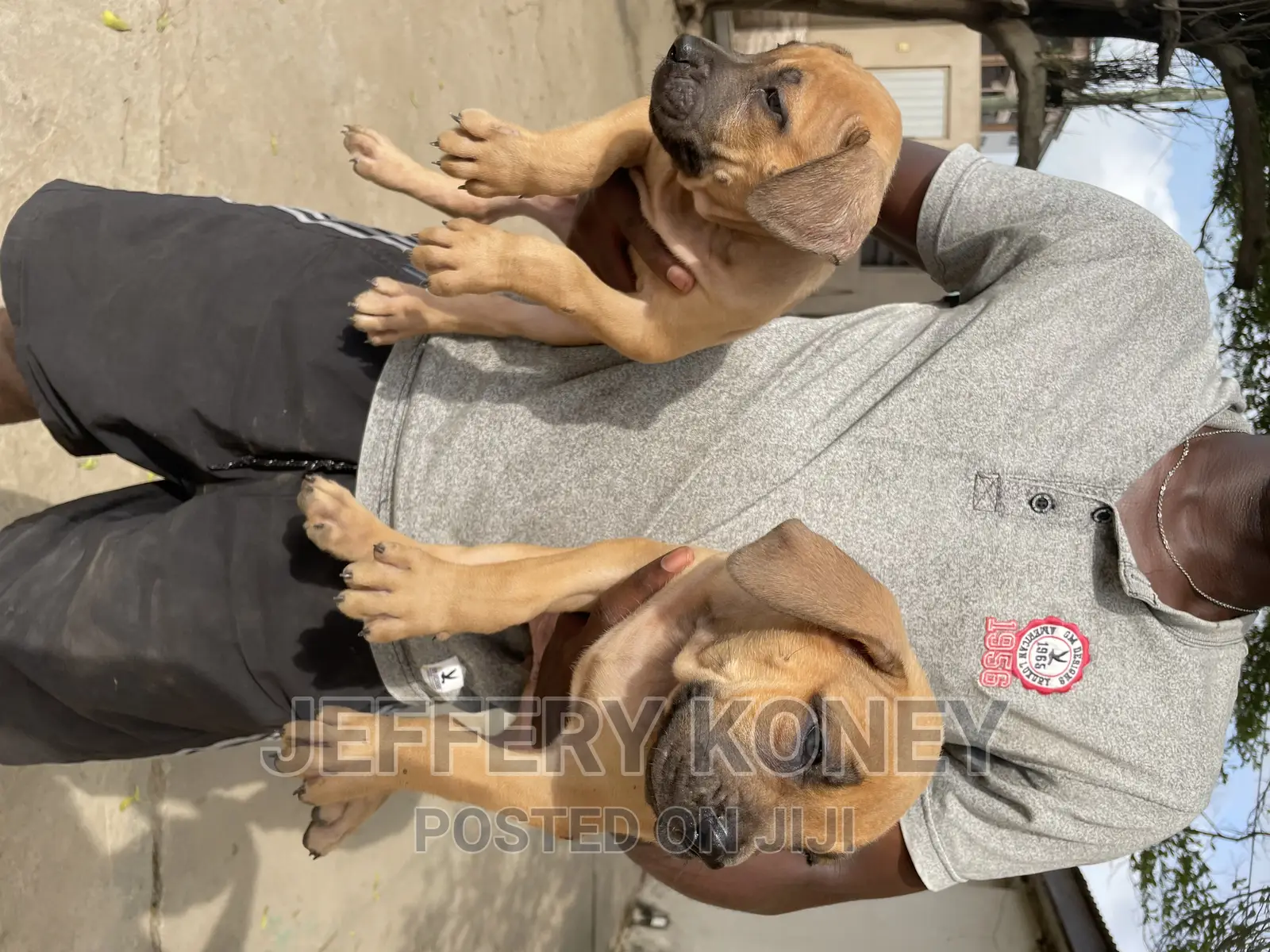 1-3 months Female Purebred Boerboel