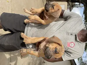 1-3 months Female Purebred Boerboel